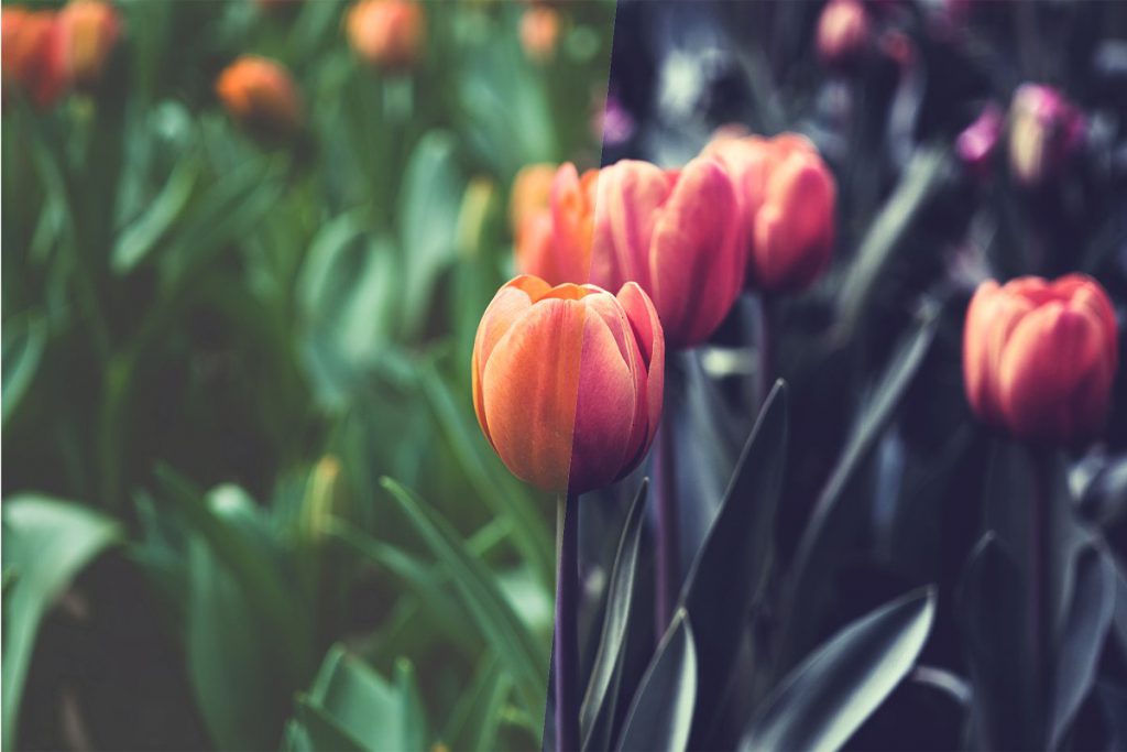 40-modern-photoshop-actions-1-1024x683-1 40 Modern Photoshop Actions – Bộ 40 Action tone màu đẹp