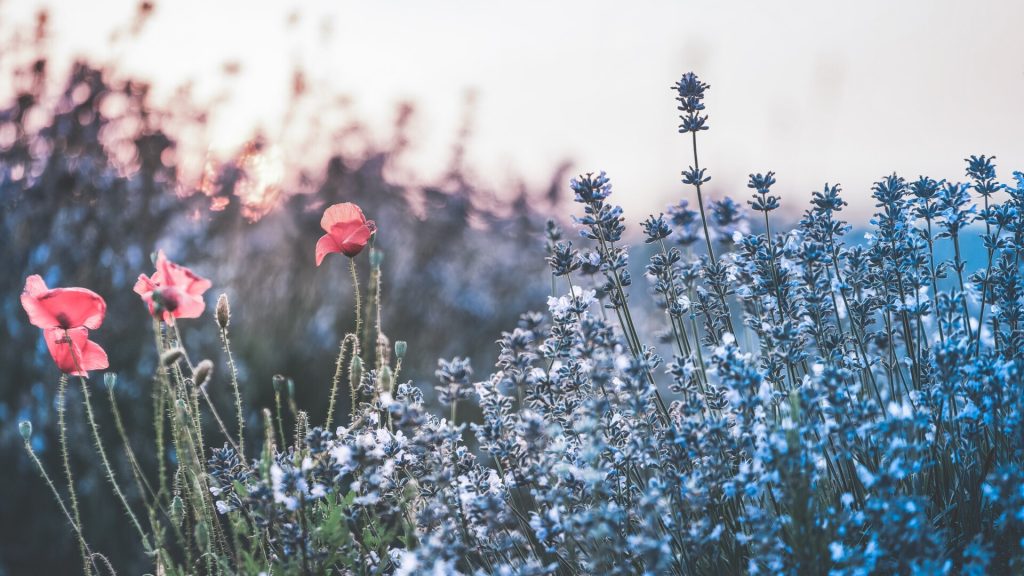 60-autumn-gold-tone-toning-effects-ps-actions1-1024x576-1 60 Autumn PS Actions – 60 actions hiệu ứng màu mùa thu