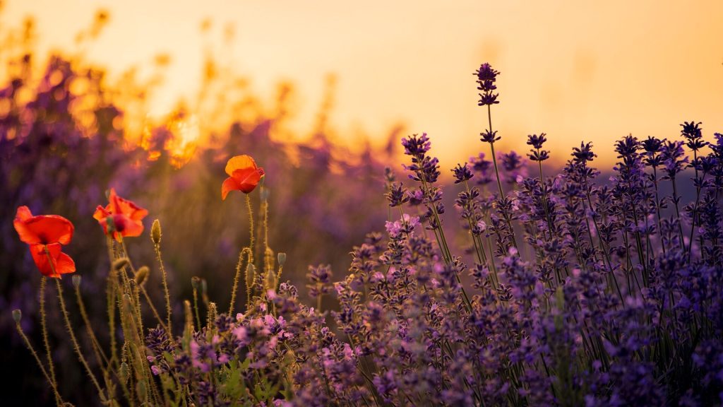 60-autumn-gold-tone-toning-effects-ps-actions2-1024x576-1 60 Autumn PS Actions – 60 actions hiệu ứng màu mùa thu