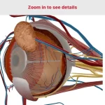 Anatomy & Physiology – Phần mềm giải phẫu học