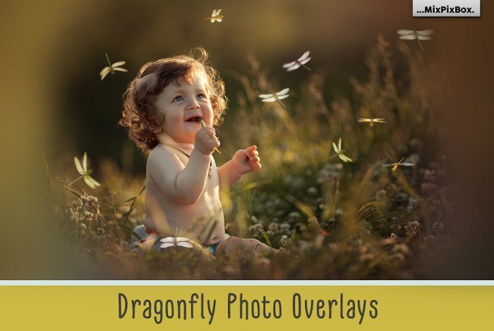 dragonfly-cover 3900+ Photo Overlays – Bộ sưu tập hơn 3900 file Overlays nhiều chủ đề